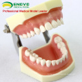 SELL 12563 Anatomical Model Type Dental Study with Soft Gum